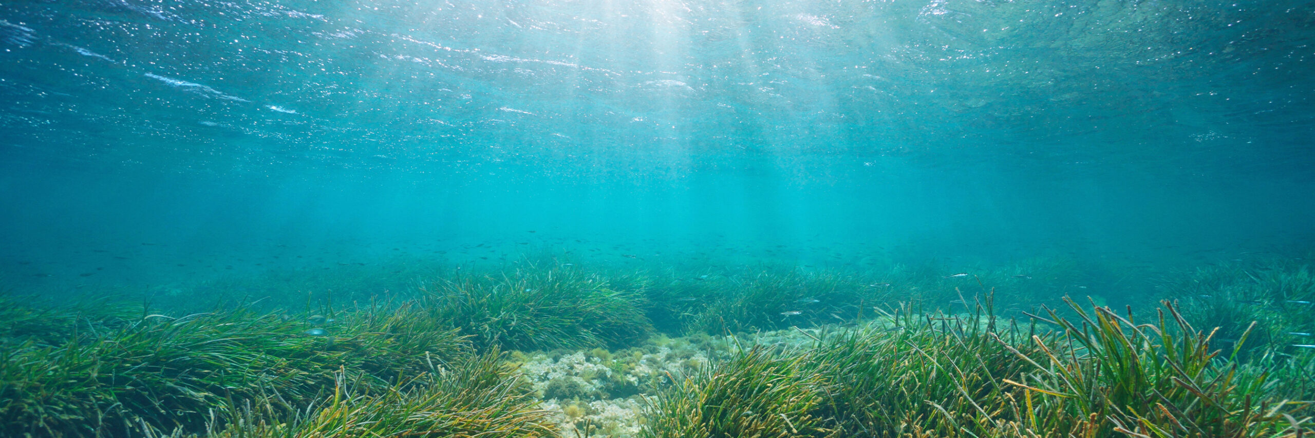 World Seagrass Day: Protecting Posidonia for our ocean’s future